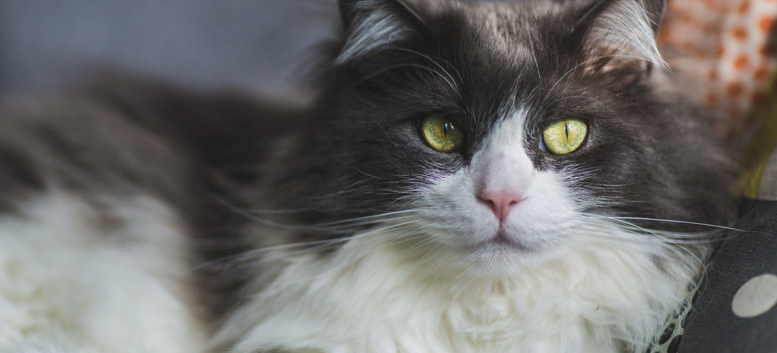 First customer / order