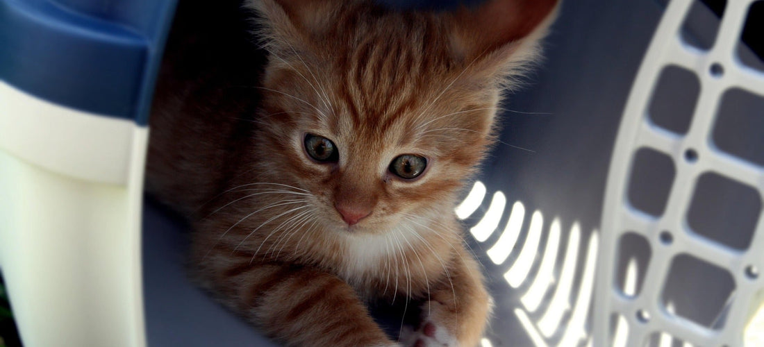 Pet taxi / transport