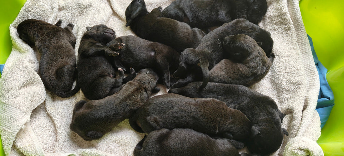 13 puppies bottle feeded