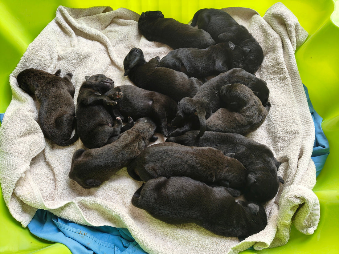 13 puppies bottle feeded