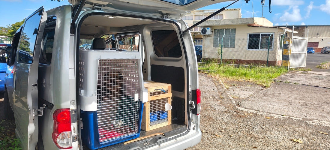 5 pets to airport