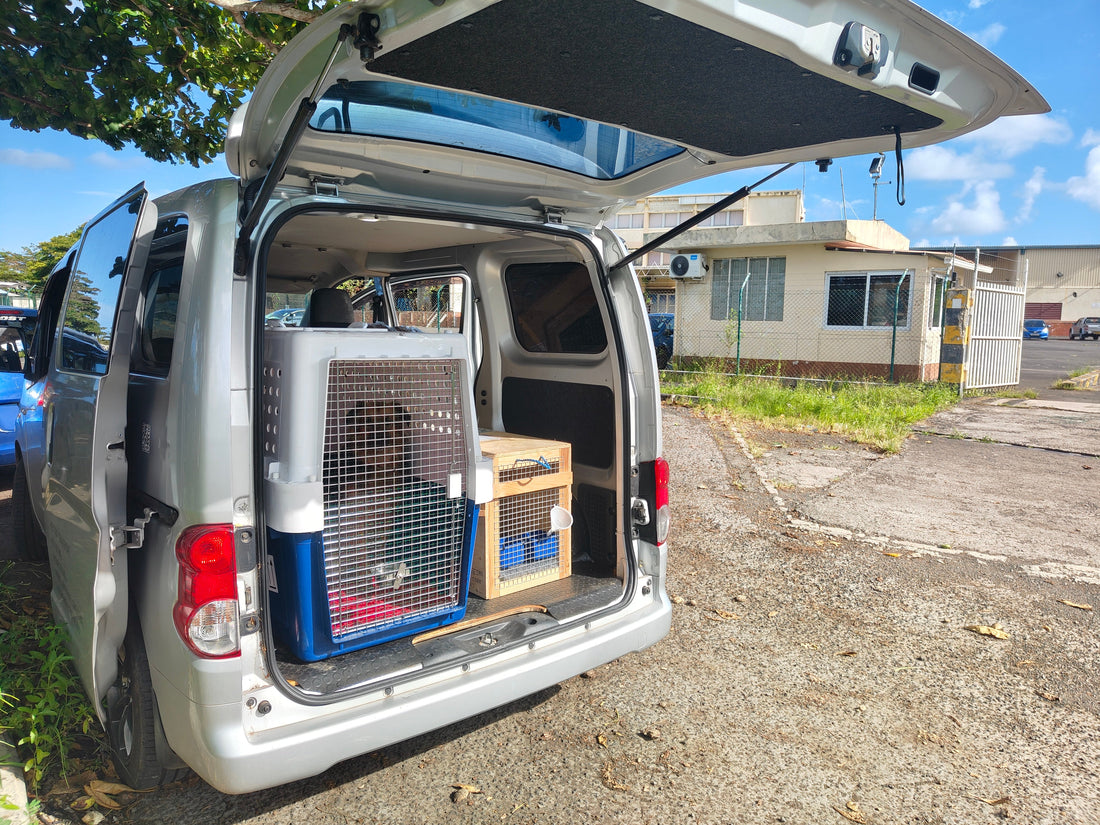 5 pets to airport