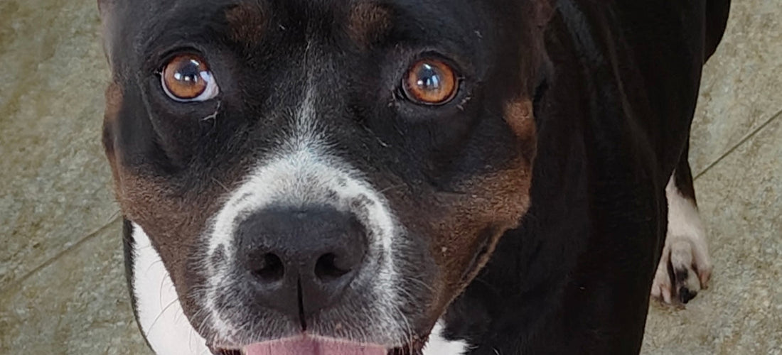 Sweating in dogs/cats
