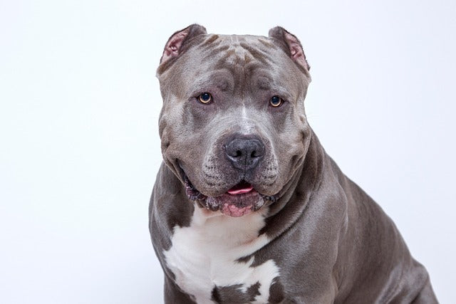 Ear cropping and tail docking