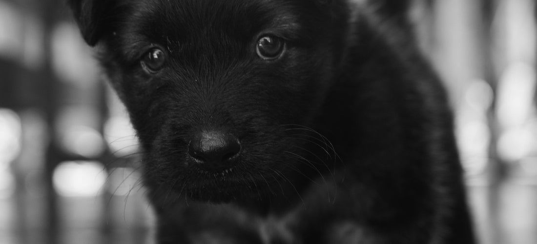 Separation puppies from mom
