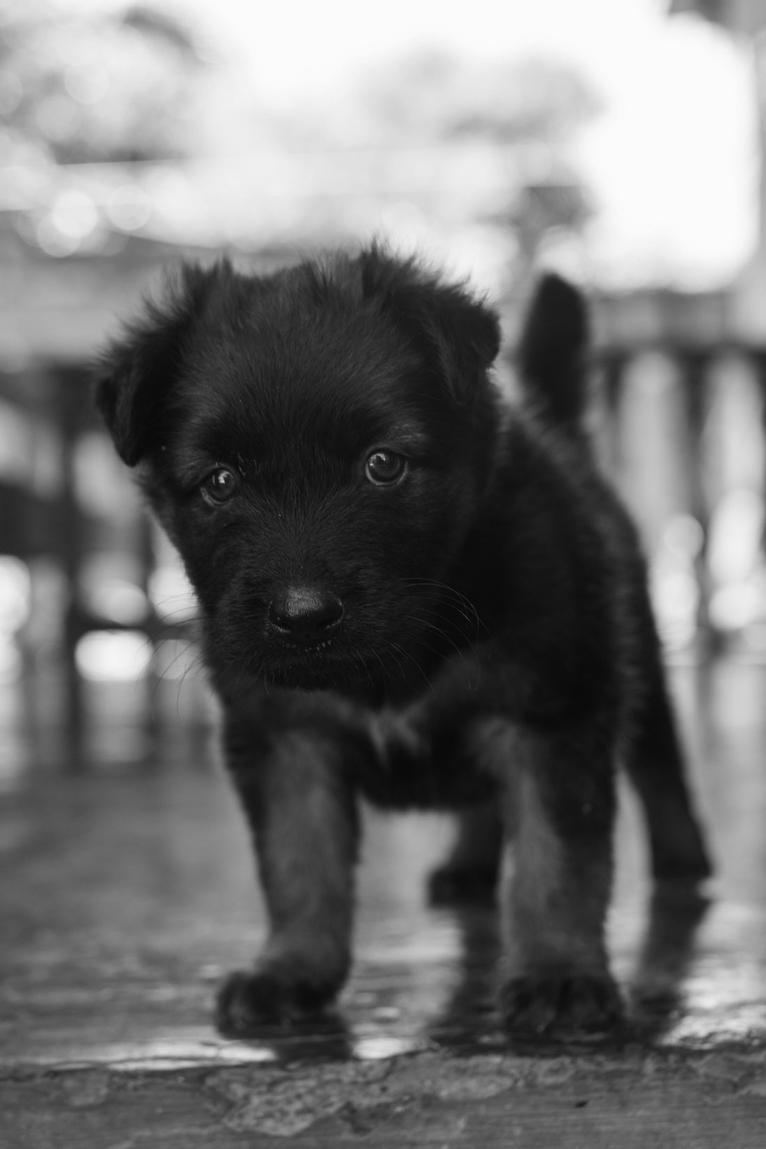 Separation puppies from mom